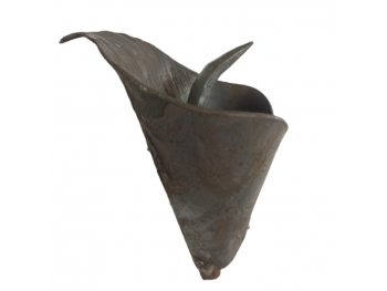 квітка калла середня